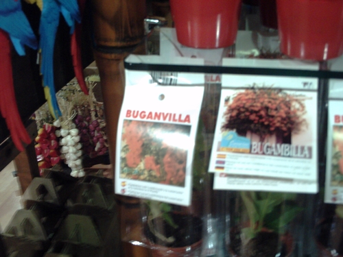 bugamvilla1