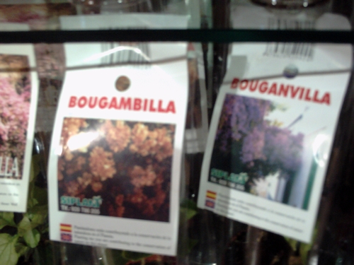 bugamvilla3