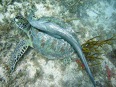 remora-tortuga-2.jpg