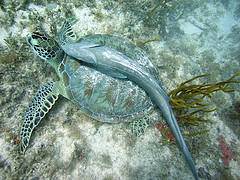 remora-tortuga-2.jpg